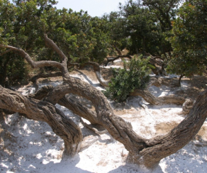 Island Chios
